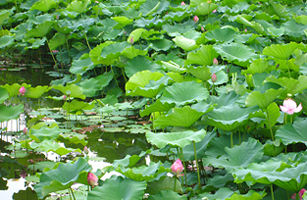 松が岬公園の蓮の花1