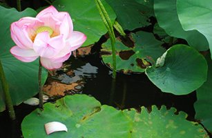 松が岬公園の蓮の花2