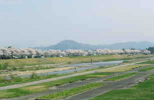 松川河川敷の桜1