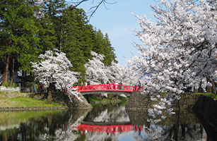松が岬公園の桜1