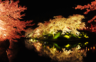 松が岬公園の桜3