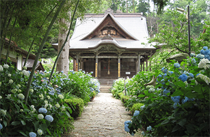 堂森善光寺の紫陽花