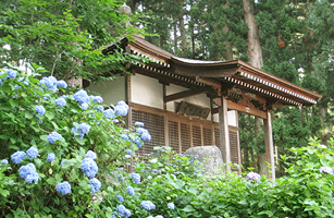 笹野観音の紫陽花