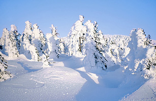 ハブラシ樹氷